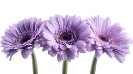 Purple Daisy Blooming in Isolation on White Background, Capturing the Beauty of Nature in Spring with Its Vibrant Petals and Elegant Stem. png