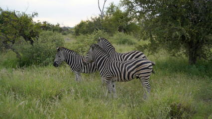 Fototapeta na wymiar zebras graze in the wild