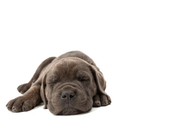 Adorable sleeping Purebred Cane Corso puppy sleeping on his belly enjoying being asleep for a nap isolated on white studio backdrop background