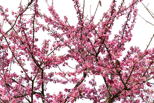 Branches of pink Cherry blossoms (Sakura) on the tree isolated on transparent background.