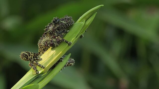 Theloderma corticale (Vietnamese mossy frog) sitting on bud leaves, moss tree frog camouflage on leaves, mossy tree frog on leaves