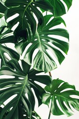 green leaves monstera with white background