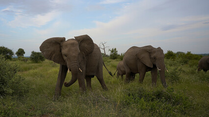 Obraz premium elephants in the wild of the National Park