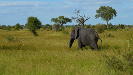 Fototapeta premium elephants in the wild of the National Park