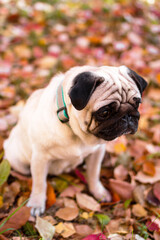Obraz premium A small sad pug dog in autumn forest on a walk. Portrait of a dog on red and orange dry foliage.
