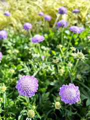 Fototapeta premium 花壇に咲くスカビサオ