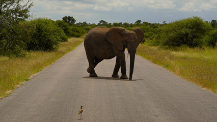 elephants in the wild of the National Park