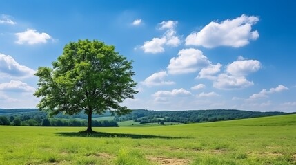 Fototapeta na wymiar Lone green oak tree in a sunlit field with generous space for text or design elements