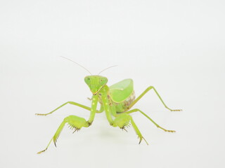 正面向きのハラビロカマキリ