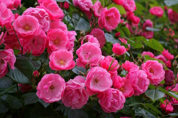 Fototapeta premium Beautiful wild rose close-up. Natural background.