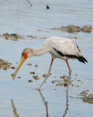 yellow-billed stork, sometimes also called wood stork or wood ibis,  It is widespread in regions...