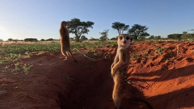 Suricate Meerkats basking in the early morning sunshine beside their burrow, scanning the area for danger in the Southern Kalahari.