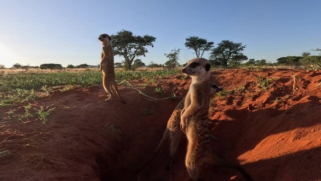 Suricate Meerkats basking in the early morning sunshine beside their burrow, scanning the area for danger and predators in the Southern Kalahari.