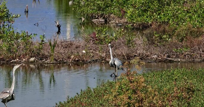Seen wading in the water and then one on the left side comes out as well, Grey Heron Ardea cinerea, Thailand