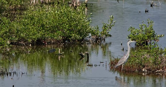 Facing to the right as seen in the middle of the day at a swamp, Grey Heron Ardea cinerea, Thailand