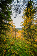 Landscape in autumn at Feldberg in the Black Forest. Feldbergsteig hiking trail. Nature in the Breisgau-Hochschwarzwald district in Baden-Württemberg.
