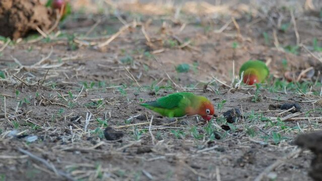Pairs Of Lilian's Lovebirds Feeding On The Ground. wide shot