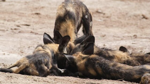 Pack Of African Wild Dog Scavenging On Piece Of Meat On The Ground. slow motion shot