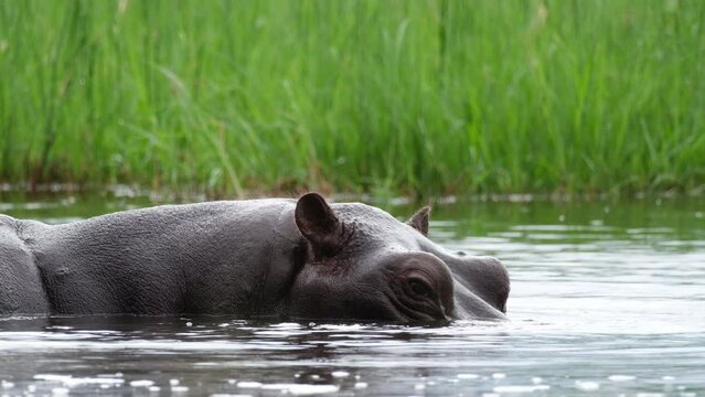 Close-up View Of A Hippo Surfacing River In Africa.