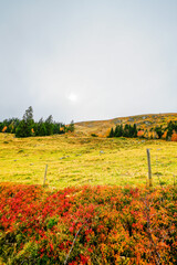 Landscape in autumn at Feldberg in the Black Forest. Feldbergsteig hiking trail. Nature in the...