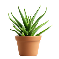 Planted pot of aloe vera on an isolated background