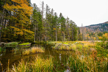 Landscape in autumn at Feldberg in the Black Forest. Feldbergsteig hiking trail. Nature in the...