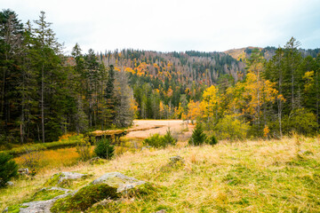 Landscape in autumn at Feldberg in the Black Forest. Feldbergsteig hiking trail. Nature in the Breisgau-Hochschwarzwald district in Baden-Württemberg.
