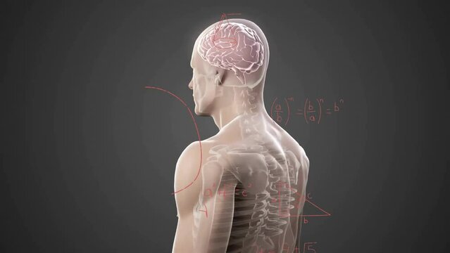 Animation of cross section of male body over mathematical equations