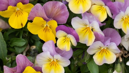Closeup of vibrant pansy flowers in a garden