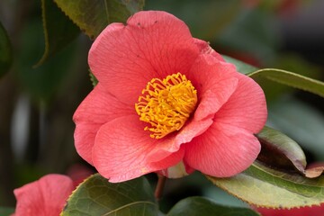 Closeup of a pink camellia flower in a garden