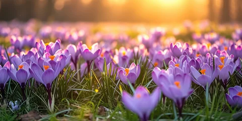 Fotobehang Field of blooming purple crocus flowers in spring © Aleksandr Bryliaev