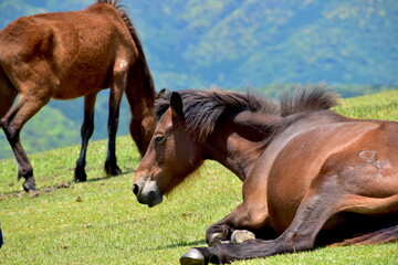 Obraz premium 宮崎 ウマ 馬 宮崎県 都井岬