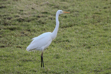egret