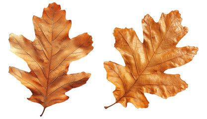 dried oak leaves isolated on transparent background
