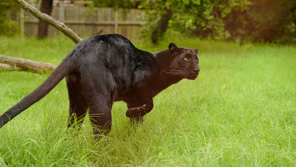 Black panther in the wild, on the grass