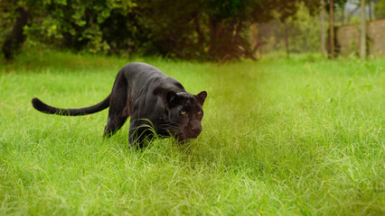 Black panther in the wild, on the grass