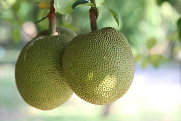 Close up of  Jackfruit on tree