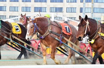 Banei keiba Horse Racing is the only race of its kind in the world. Large draft horses, weighing...