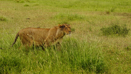lioness in the wild, Savannah