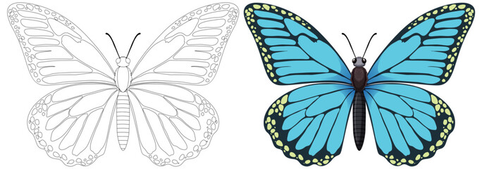 Vector illustration of a butterfly, black and white to color