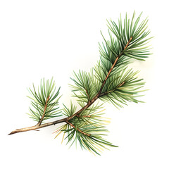 a branch of pine needles on white background