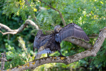 Great cormorant perched on a branch