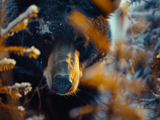 Detail of a majestic black bear with a dangerous look.