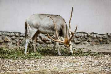 David's deer is feeding at the zoo. This species has disappeared into the wild - 734715547