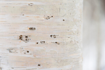 Close-up of a birch tree in winter