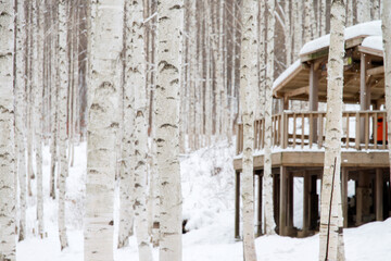 View of the birch forest in winter