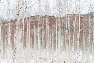 View of the birch forest in winter