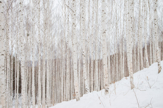 View of the birch forest in winter