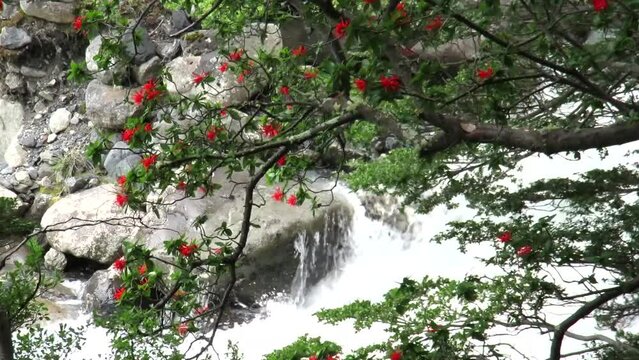 Patagonian endemic tree Fire bush and mountain clear stream running through stones. High quality FullHD footage