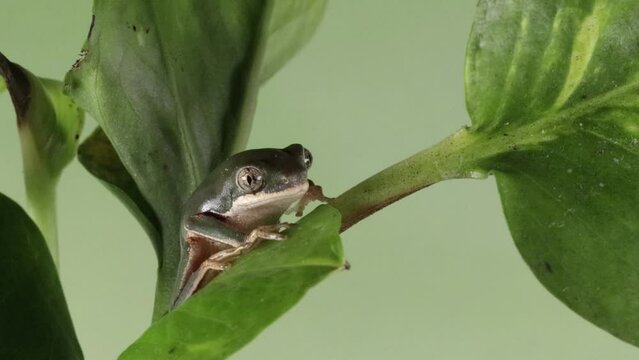 Footage Phyllomedusa hypochondrialis climbing on branch, Northern orange-legged leaf frog or tiger-legged monkey frog closeup, Male tiger-legged monkey frog  